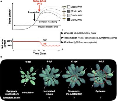 Interactions Between Drought and Plant Genotype Change Epidemiological Traits of Cauliflower mosaic virus